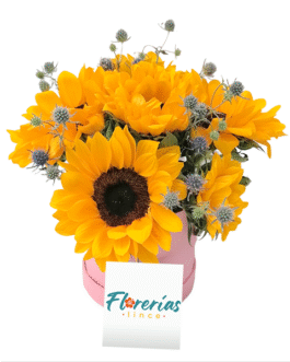 Box de 6 girasoles y erigios