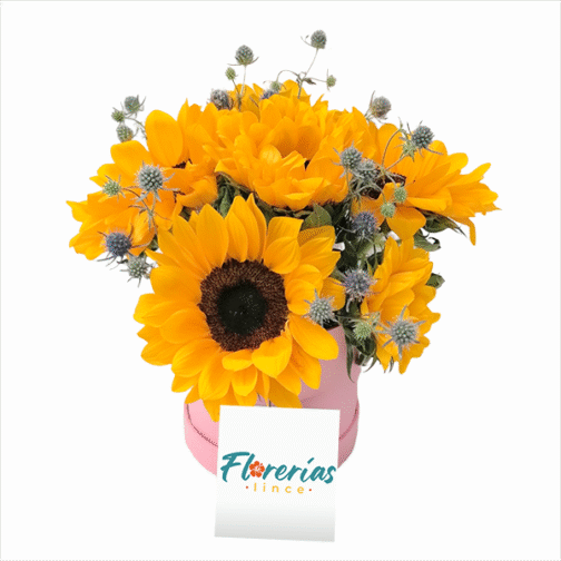 Box de 6 girasoles y erigios