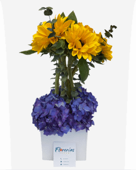 Box de 6 girasoles