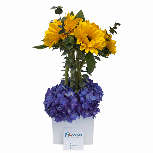 Box de 6 girasoles