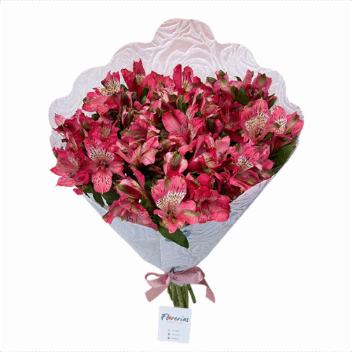 Ramo de 12 astromelias fucsias